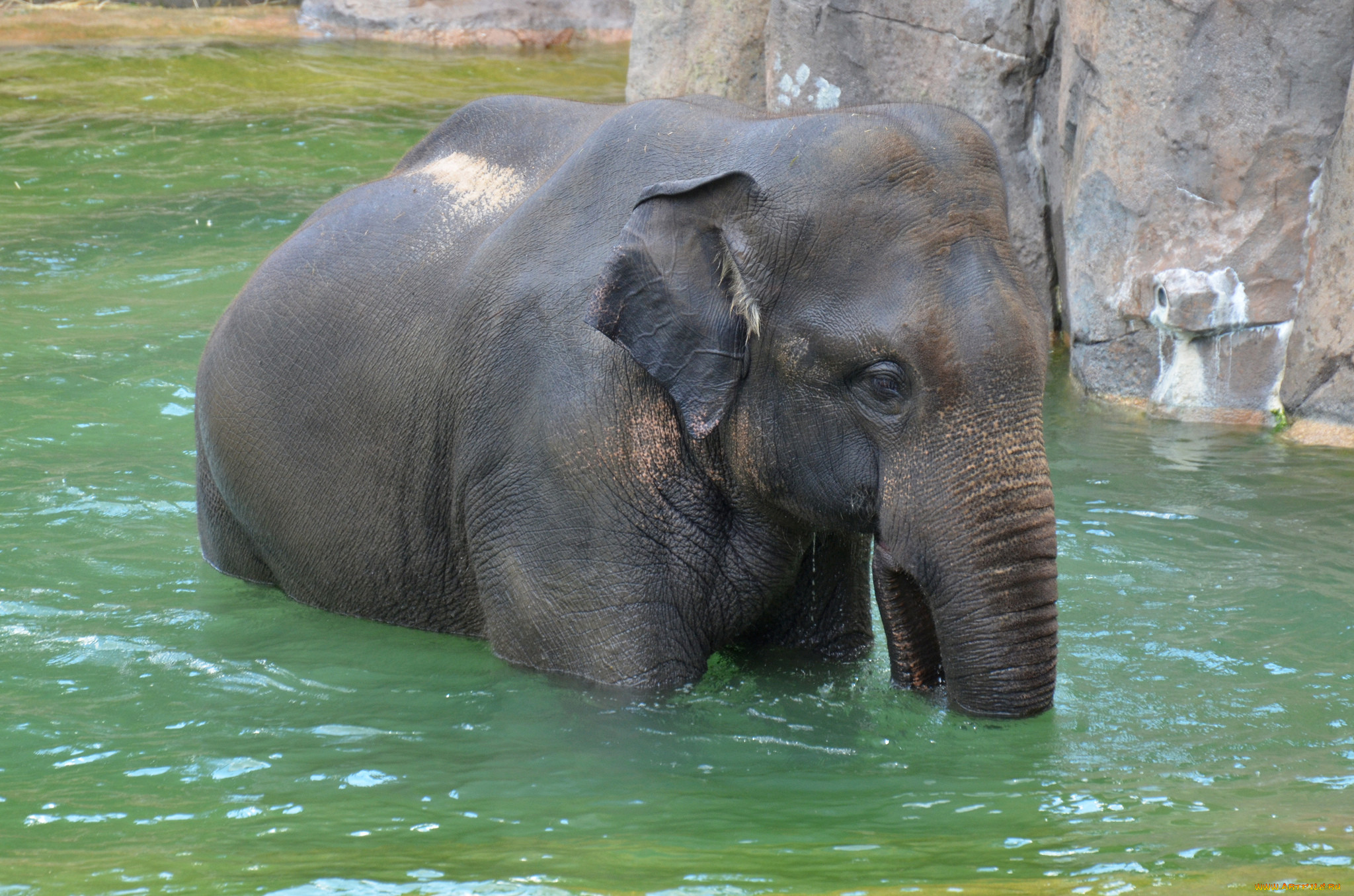 Слон купается. Слоненок. Слон река. Слоненок купается.